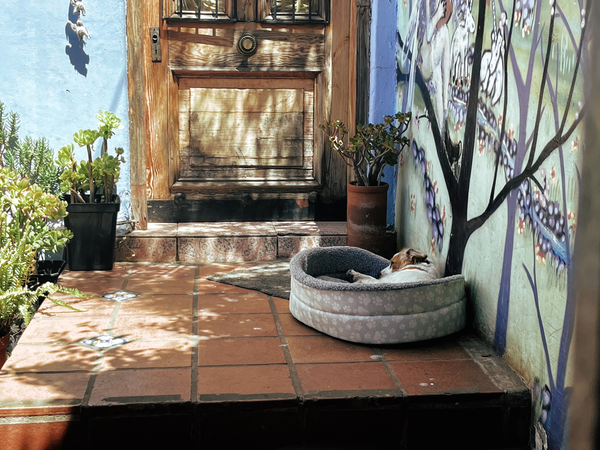 Um cachorro dormindo numa caminha ao lado da porta de entrada de uma casa